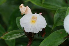 Costus speciosus